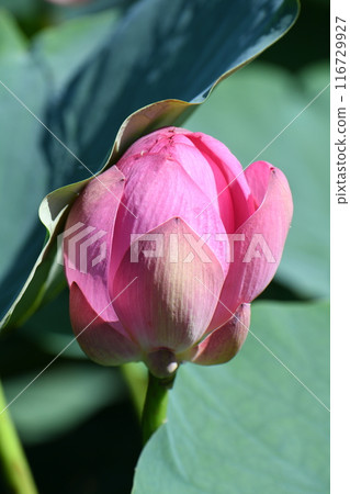 Lotus flower  116729927