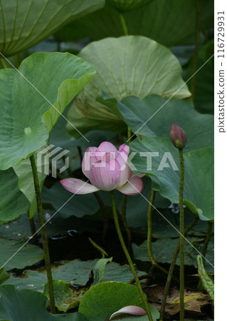 Lotus flower Lotus flower 116729931