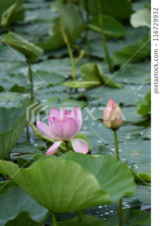 Lotus flower Lotus flower 116729932