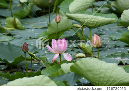 Lotus flower Lotus flower 116729933