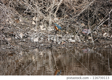 翠鳥以樹枝上的小魚為食。 116730113