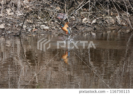 A kingfisher jumping out of the water. 116730115