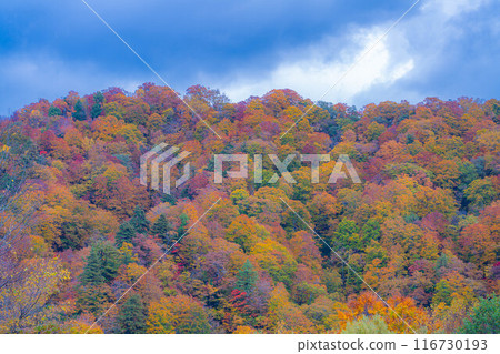 [Autumn material] Autumn leaves of Okususobana Valley [Nagano Prefecture] 116730193