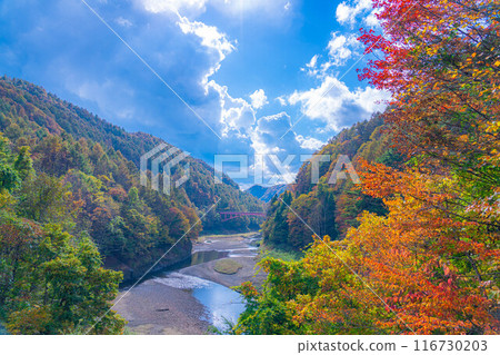 [Autumn material] Autumn leaves of Okususobana Valley [Nagano Prefecture] 116730203