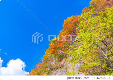 [Autumn material] Autumn leaves of Okususobana Valley [Nagano Prefecture] 116730205