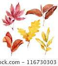 Watercolor illustration of autumn leaves collection 116730303