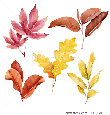 Watercolor illustration of autumn leaves collection Watercolor illustration of autumn leaves collection 116730303