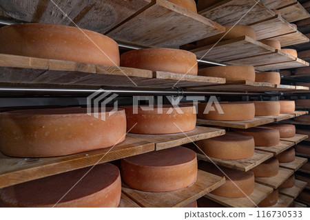 Wheels of aging cheese maturing Wheels of aging cheese maturing 116730533