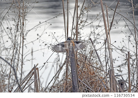 A shrike perched on a tree with its wings spread. A shrike perched on a tree with its wings spread. 116730534