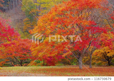 The five-colored maple leaves at Momiji Lake Suehiro Square in Minowa Town Ver1 116730679