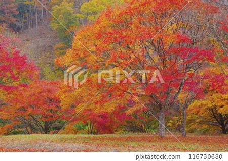 The five-colored maple leaves at Momiji Lake Suehiro Square in Minowa Town, Ver2 The five-colored maple leaves at Momiji Lake Suehiro Square in Minowa Town, Ver2 116730680