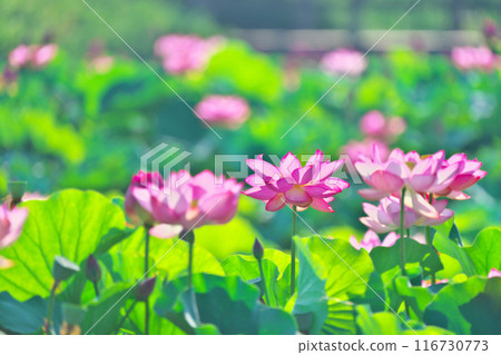 神奈川縣綾瀨市蟹谷公園的蓮花 116730773