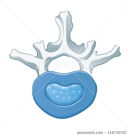 椎間盤 椎間盤 116730787
