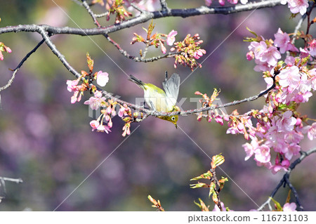 A white-eye jumps out from the branches of a fully bloomed Kawazu cherry tree. A white-eye jumps out from the branches of a fully bloomed Kawazu cherry tree. 116731103
