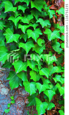 Landscape with lush ivy plants Landscape with lush ivy plants 116731235