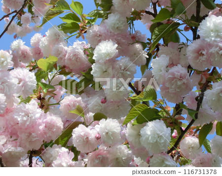 Yaezakura在藍天中閃耀 Yaezakura在藍天中閃耀 116731378