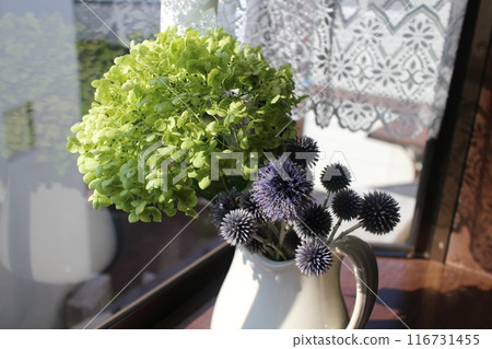 Decorating a windowsill with Annabelle and Blue Thistle Decorating a windowsill with Annabelle and Blue Thistle 116731455
