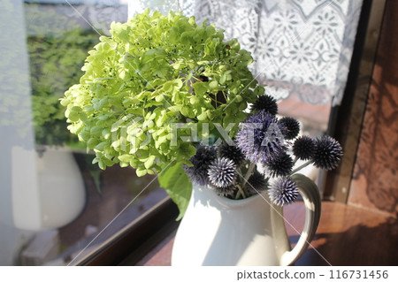 Annabelle and blue thistle flowers arranged on a windowsill Annabelle and blue thistle flowers arranged on a windowsill 116731456