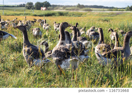 Domestic gray geese on a meadow. Gray Geese in the grass, domestic bird, flock of geese 116731668