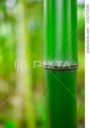 竹林裡的綠色竹子 竹林裡的綠色竹子 116731686