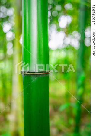 Green bamboo in the bamboo forest Green bamboo in the bamboo forest 116731688