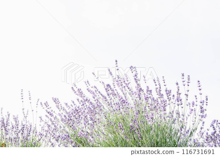 英國薰衣草 英國薰衣草 116731691