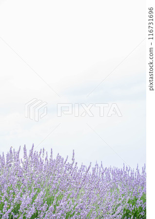 英國薰衣草 英國薰衣草 116731696