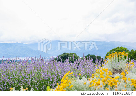 夏季自然景觀與盛開的藥草 夏季自然景觀與盛開的藥草 116731697