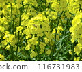 Yellow flowers in the rapeseed field in spring 116731983