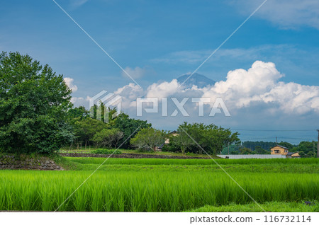 Rural scenery with a view of Mt. Fuji: Summer Fuji and rice fields 116732114