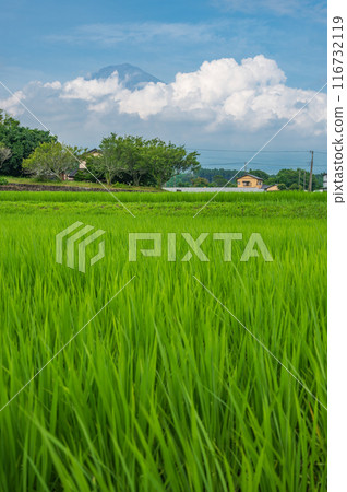 Rural scenery with a view of Mt. Fuji: Summer Fuji and rice fields Rural scenery with a view of Mt. Fuji: Summer Fuji and rice fields 116732119
