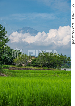 鄉村景觀，可欣賞富士山、夏季富士和稻田的景色 116732122