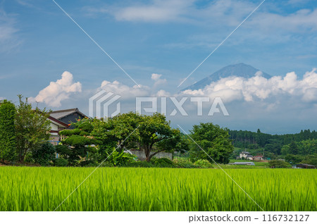 鄉村景觀，可欣賞富士山、夏季富士和稻田的景色 116732127