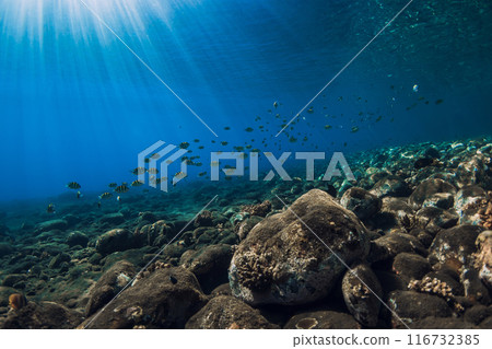 Underwater view with stone sea bottom and school of fish. Sun rays underwater in blue ocean Underwater view with stone sea bottom and school of fish. Sun rays underwater in blue ocean 116732385