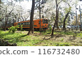 Diesel car and cherry blossoms 116732480