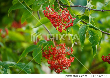 Ezon 接骨木漿果的紅色漿果 116732485