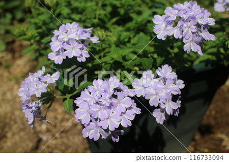 Summer-hardy verbena flowers Summer-hardy verbena flowers 116733094