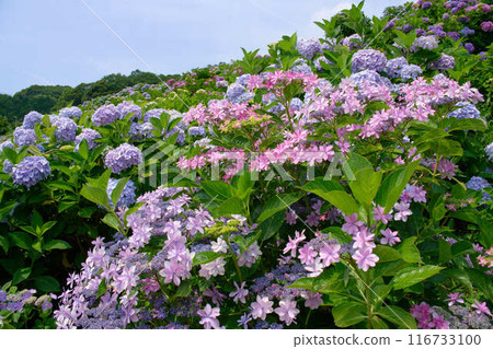 A hill filled with hydrangeas A hill filled with hydrangeas 116733100