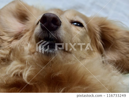 我的寵物。我玩累了，開始想睡覺。 116733249