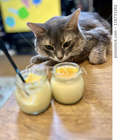 Cat wants to eat pudding 116733262