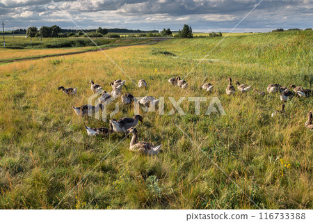 Domestic gray geese on a meadow. Gray Geese in the grass, domestic bird, flock of geese Domestic gray geese on a meadow. Gray Geese in the grass, domestic bird, flock of geese 116733388