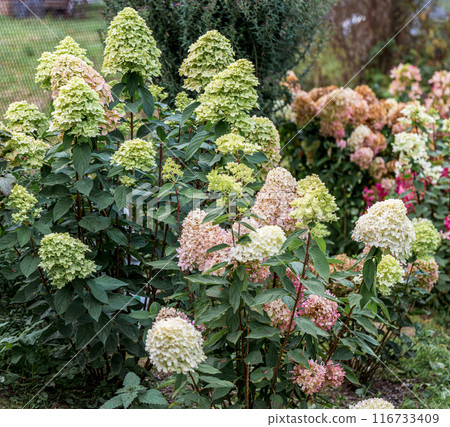 Growing hydrangea paniculata in the garden. Autumn coloring of flowers Growing hydrangea paniculata in the garden. Autumn coloring of flowers 116733409