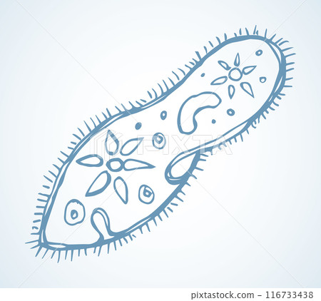 Paramecium caudatum. Vector drawing icon 116733438
