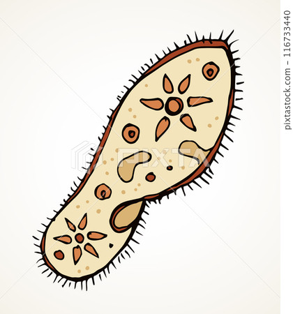Paramecium caudatum. Vector drawing icon Paramecium caudatum. Vector drawing icon 116733440