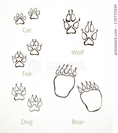 Animals foot print. Vector drawing Animals foot print. Vector drawing 116733494