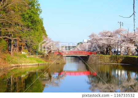 Cherry blossoms in full bloom, Hanaikada, Matsugasaki Park, Sakura, Yoshino cherry blossoms 116733532
