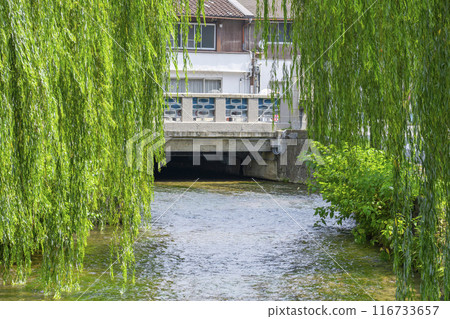 Scenery of Shirakawa Bridge and willow trees in Higashiyama Ward, Kyoto City 116733657