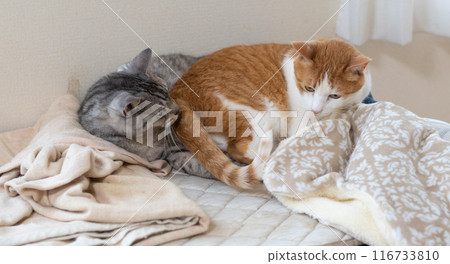 Two cats relaxing together 116733810