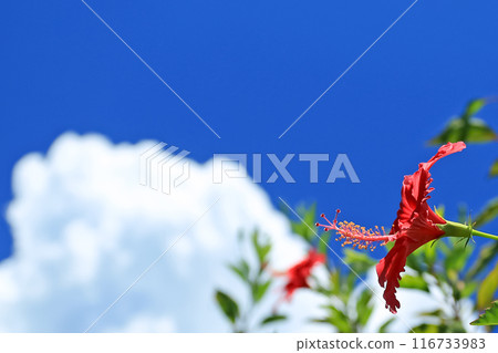 Blue sky, white clouds and red hibiscus in Okinawa 116733983