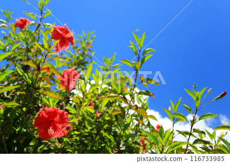 Blue sky, white clouds and red hibiscus in Okinawa 116733985